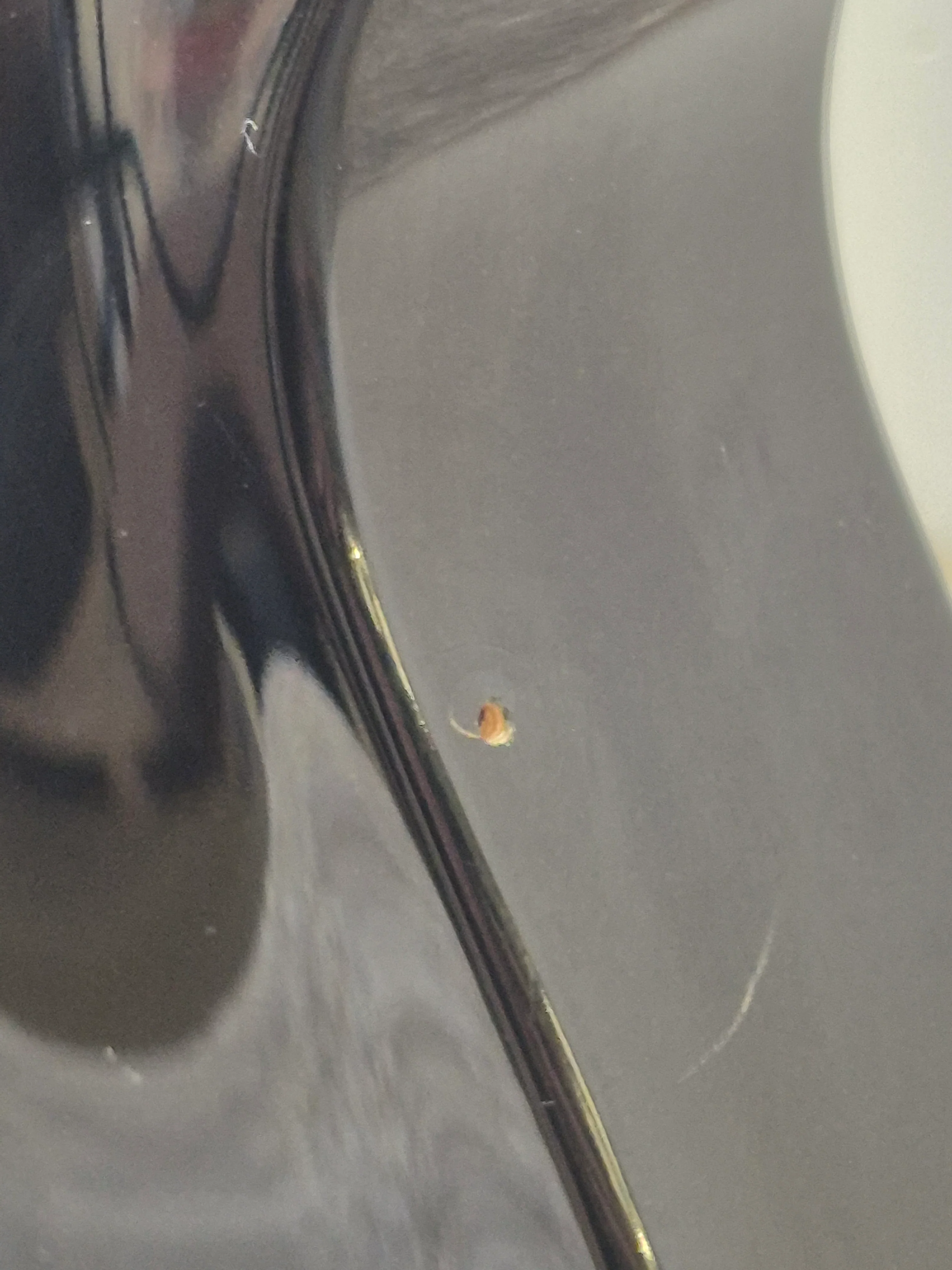 Epiphone Les Paul Studio - Electric Guitar - Image 6
